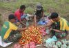 Satgas Pamtas RI-PNG Yonif 411 Kostrad Bantu Panen Tomat di Kampung Sota