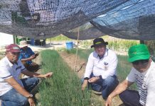 Kementan Konsisten Terapkan Wajib Tanam Bawang Putih