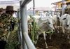 Mentan Harap Perbankan Dukung Pengembangan Inseminasi Buatan