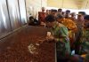 Kementan Siap Kembangkan Komoditas Pangan Lokal