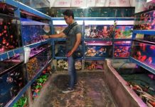 APKI Minta Pemerintah Tekan Biaya Pengiriman Ikan Hias Ilustrasi Ikan Hias