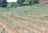 Amankan Pasokan Lebaran, Petani Tanam Bawang Merah Ribuan Hektare