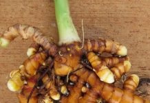 Ini Beberapa Produk Pertanian yang Mampu Jaga Kekebalan Tubuh