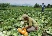 Daya Beli Berkurang, Kementan Gandeng Startup Pasarkan Produk Hortikultura
