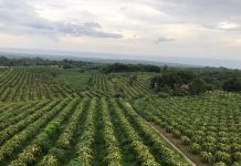 Buah Naga Buleleng Siap Tembus Pasar Internasional