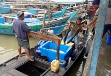 Erick Thohir Tugasi Perindo Serap 3.000 Ton Ikan per Bulan