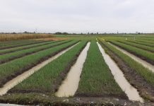 Pemda dan Petani Bersinergi Jaga Stabilitas Harga Bawang