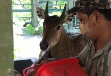 Cek Kesehatan Satwa, Wiratno Datangi GL Zoo