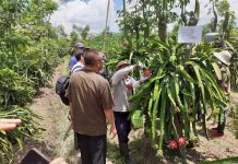 Covid-19 Berkah bagi Petani Buah Naga Banyuwangi, Ini Alasannya