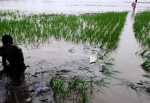 Petani Terdampak Banjir, Pemerintah akan Beri Kompensasi Rp 6 Juta Pertanian Terdampak Banjir
