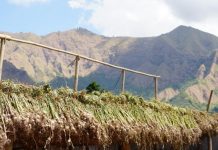 Produksi Benih Bawang Putih Naional Melimpah, Potensi Pasar Terbuka Luas