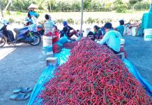 Stabilkan Harga Cabai, Ini 10 Solusi Kementan bagi Petani