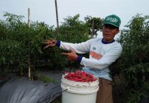 Penerapan Inovasi, Prospek Komuditas Cabai makin Menggiurkan