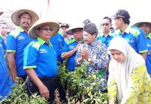 Ini Strategi Kementan Genjot Produksi saat Kemarau