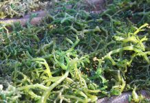 Proyek PLTU Timor Diduga Cemari Rumput Laut