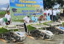 Antisipasi Puncak Kemarau, Papua Barat Tanam Padi Serentak