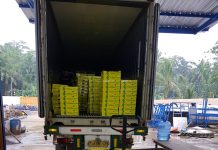 Perdana Ekspor, 12 Ton Nanas Segar Pemalang Bertolak ke Jeddah