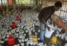 Harga Ayam Terus Merosot, Satgas Pangan Siap Jemput Bola