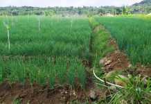 Bawang Merah Semi Organik di Bantul Untungkan Petani