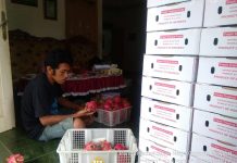Buah Naga Organik asal Wonogiri Tembus Pasar Jerman