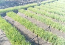 Teknologi Hemat Air Antisipasi Musim Kemarau Lahan Pertanian