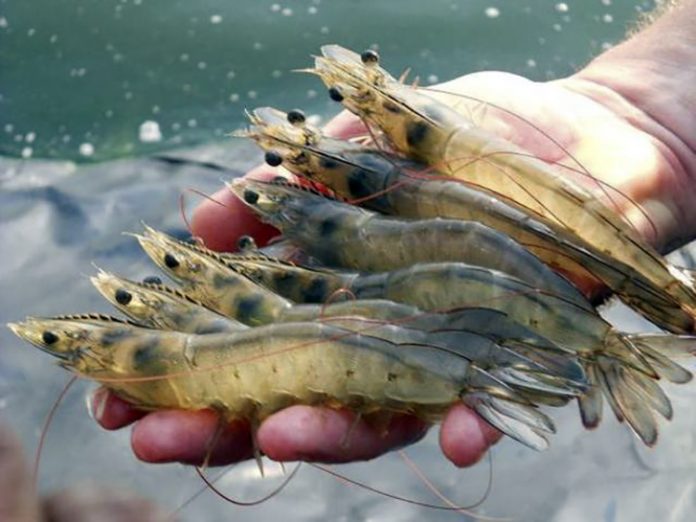ilustrasi seafood