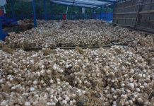 Program Kemitraan Untungkan Petani Bawang Putih