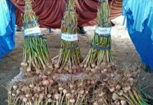 Kembangkan Varietas Lokal, Lembah Napu Siap Sentra Bawang Putih Nasional