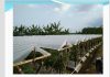 Mau Sukses Tanam Cabai di Musim Hujan, Ini Rahasianya!