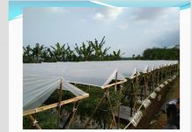 Mau Sukses Tanam Cabai di Musim Hujan, Ini Rahasianya!