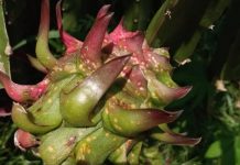 Catat! Jangan Anggap Remeh Penyakit Kanker Batang Buah Naga