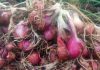 Petani Kulonprogo Rintis Bawang Merah Ramah Lingkungan