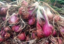 Petani Kulonprogo Rintis Bawang Merah Ramah Lingkungan