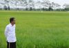 Tinjau Food Estate, Jokowi Targetkan 3 Komunitas Pertanian Sumut