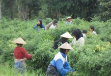 UU Ciptaker di Klaim Mampu Perkuat Sektor Pertanian RI