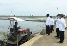 Kementan Gunakan Varietas Unggul di Food Estate