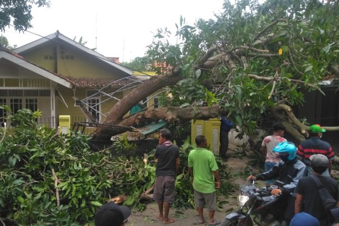 Pohon-Tumbang-Indramayu