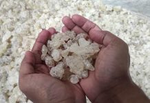 Barantan Lampung Tingkatkan Ekspor Tanaman Potensial