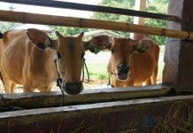 Berlayar ke Kaltim, Barantan Sumbawa Pastikan ‘Si SABI’ Sehat