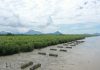 Gelontorkan 3,2 Miliar, KKP Rehab Hutan Mangrove di Kalimantan