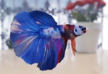 Pandemi, Ekspor Ikan Hias Bandung malah Melonjak