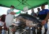 Tuna Asal Indonesia Kembali Raih Sertifikasi MSC