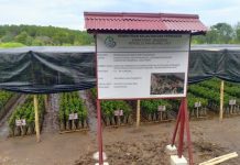 Ratusan Ribu Bibit Mangrove Siap Cegah Abrasi Pantai di Pasuruan