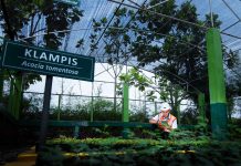 SIG Ajak Masyarakat untuk Ikut Peduli Lingkungan dengan Berubah dari Rumah Area pembibitan tanaman untuk reklamasi lahan pasca-tambang Pabrik Tuban