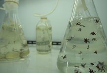 KKP Optimalkan Budidaya Rumput Laut Kultur Jaringan