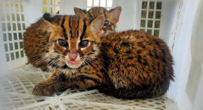 kucing hutan
