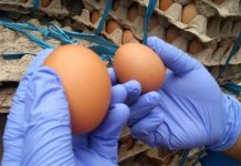 Tiba di Ambon, Barantan Periksa Kelayakan Telur Ayam