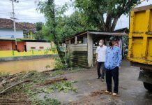 DLH Bukan Penebang Pohon Tapi Memelihara