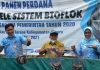 Pandemi, Lele Bioflok Jadi Primadona Budidaya Perikanan