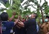 Pemkab Malang Siap Fasilitasi Temuan Varian Pisang Baru, Pisang Mulia.